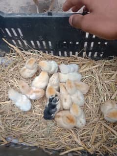 Chicks for sale