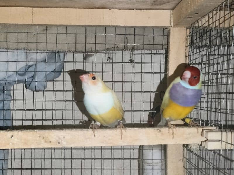 gouldian finch 0