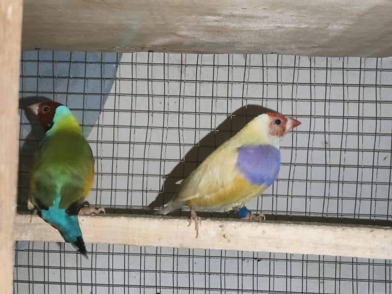 gouldian finch 1