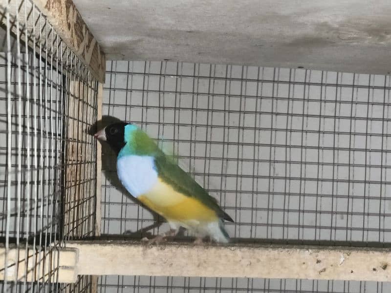 gouldian finch 2