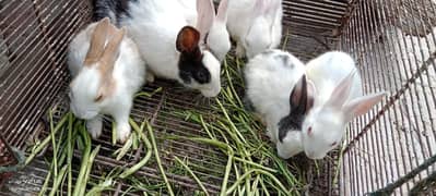 Babies Rabbits