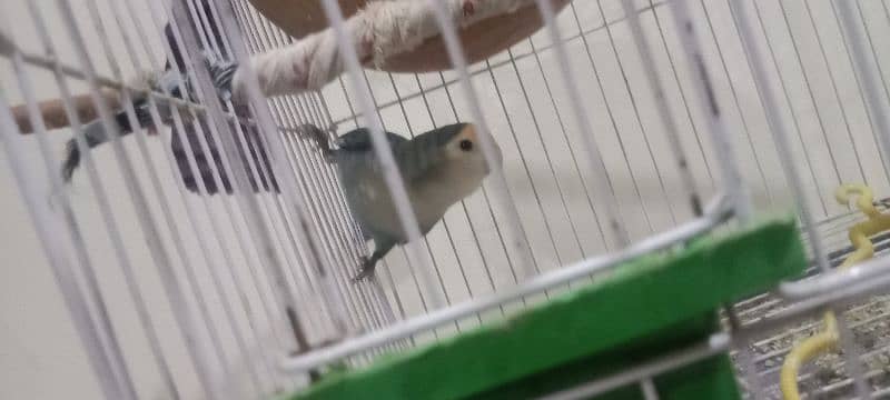 lovebirds pair 3 egg and cage for sale 0