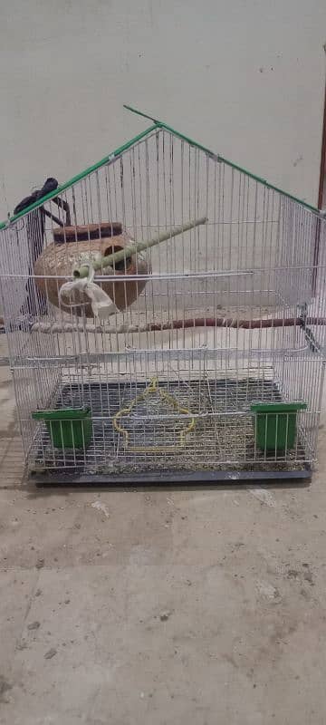 lovebirds pair 3 egg and cage for sale 1