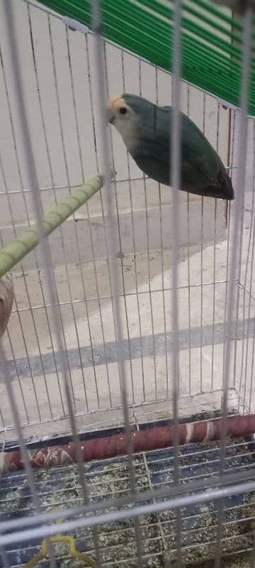 lovebirds pair 3 egg and cage for sale 2