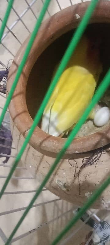 lovebirds pair 3 egg and cage for sale 3