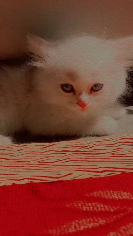 kitten for sale age 45 days full train liter training 0