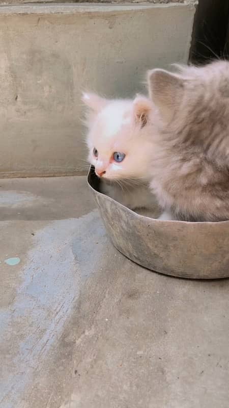 kitten for sale age 45 days full train liter training 2