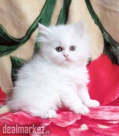 Persian kitten for urgent sale my WhatsApp number 0331 9289880