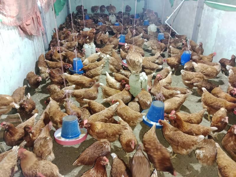 Lohman Brown Hens / lohman / laying Hen / desi murgiya 0312 8892951 1