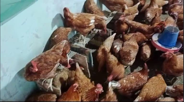 Lohman Brown Hens / lohman / laying Hen / desi murgiya 0312 8892951 3