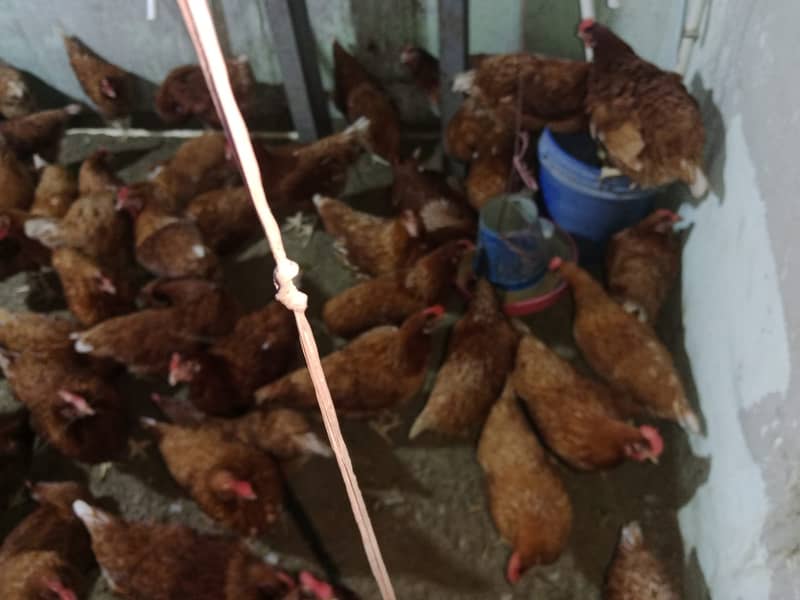 Lohman Brown Hens / lohman / laying Hen / desi murgiya 0312 8892951 4