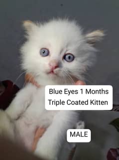 White/Brown Cats/Kittens With Blue Eyes  Only On 18 000/-