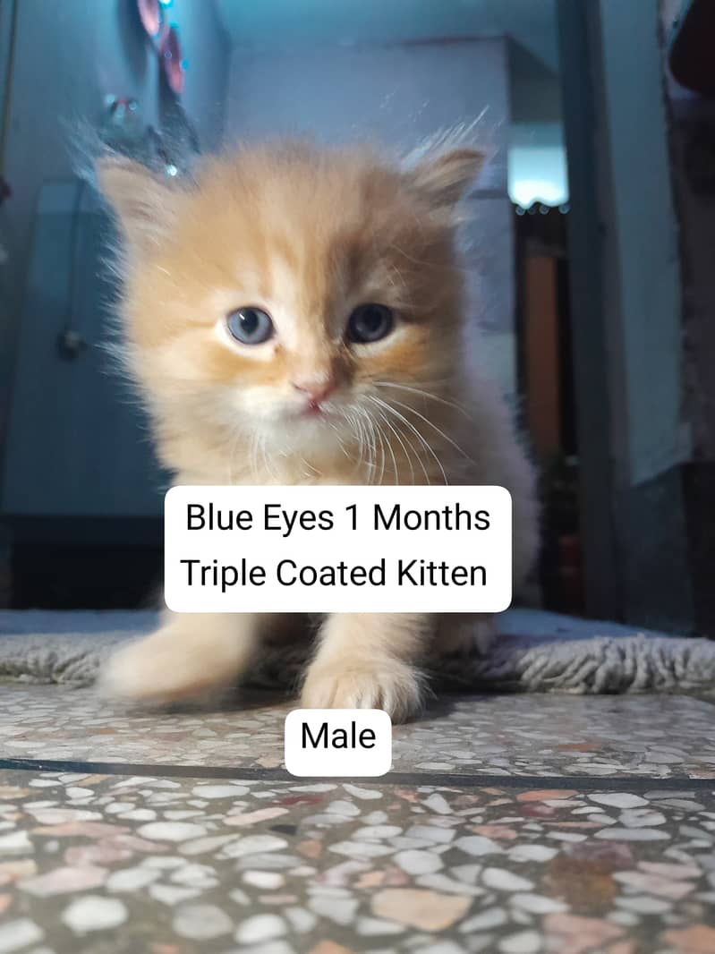 White/Brown Cats/Kittens With Blue Eyes  Only On 18 000/- 1