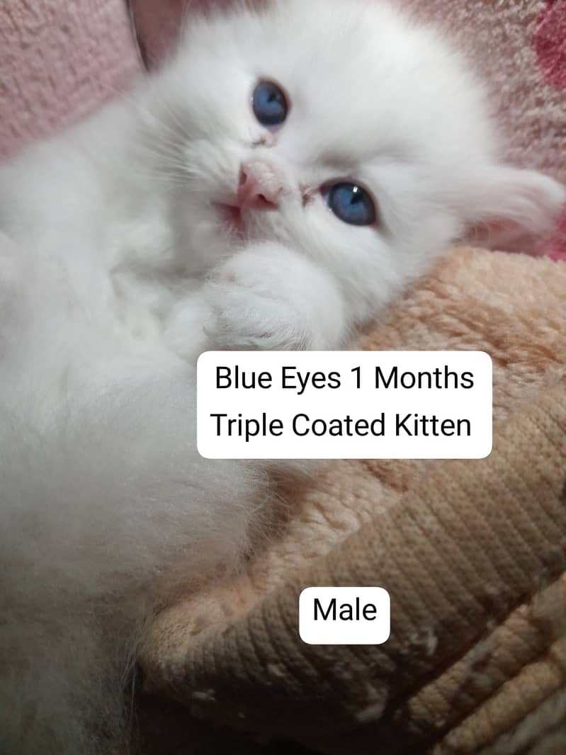 White/Brown Cats/Kittens With Blue Eyes  Only On 18 000/- 2