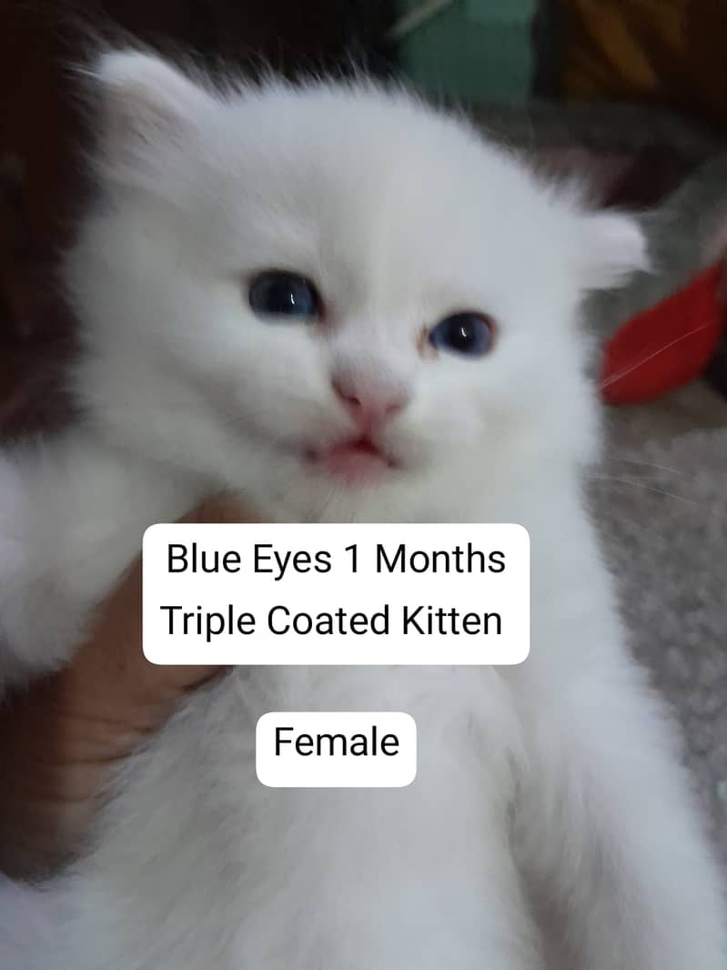 White/Brown Cats/Kittens With Blue Eyes  Only On 18 000/- 3