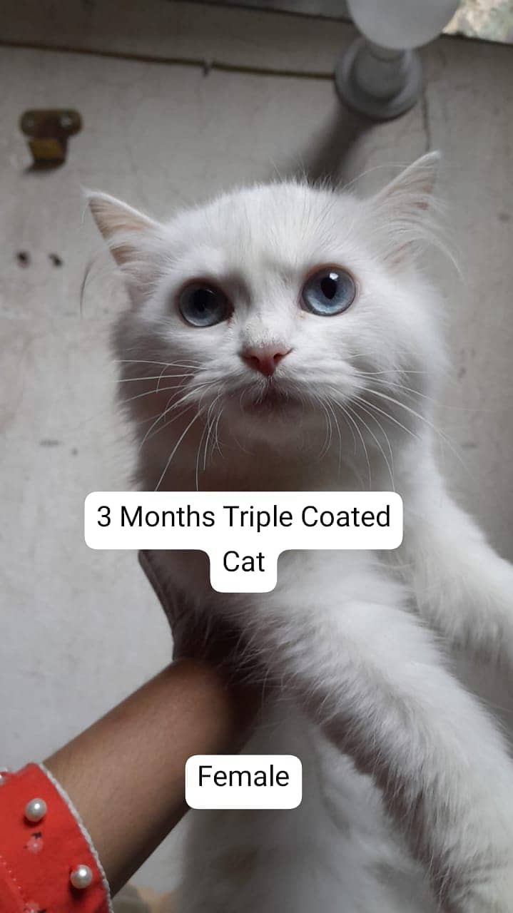 White/Brown Cats/Kittens With Blue Eyes  Only On 18 000/- 4