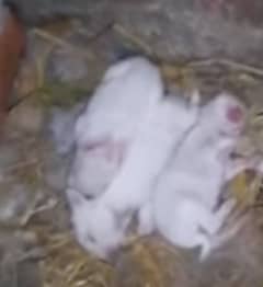 Rabbit female with 3 babies for sale