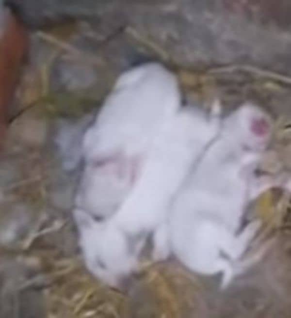 Rabbit female with 3 babies for sale 0