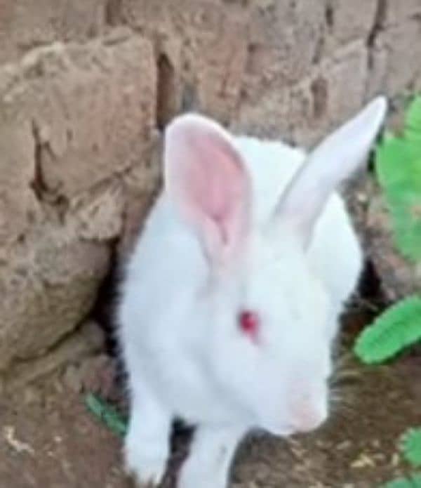 Rabbit female with 3 babies for sale 1