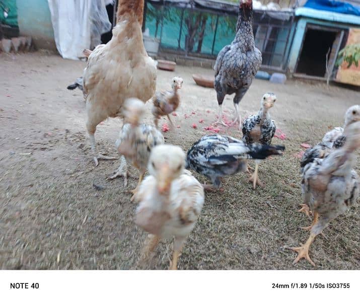 Aseel Mianwali, Desi home breed chicks 5