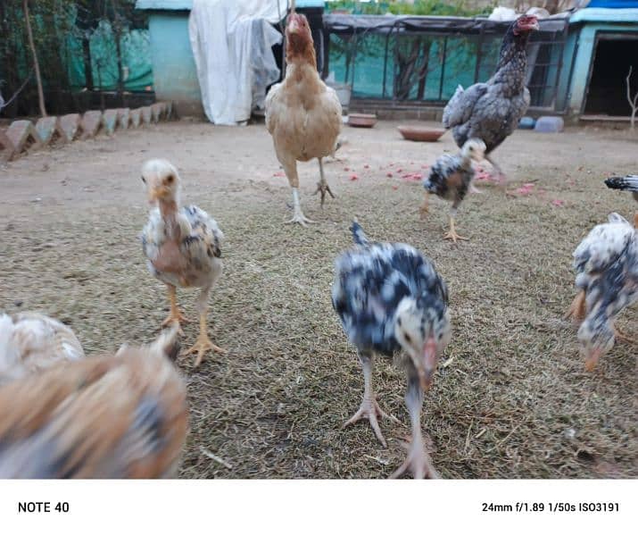 Aseel Mianwali, Desi home breed chicks 6