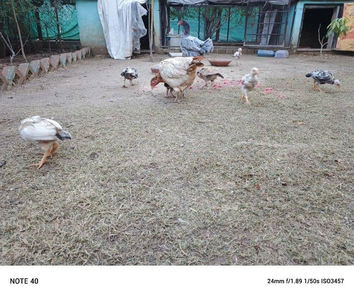 Aseel Mianwali, Desi home breed chicks 7