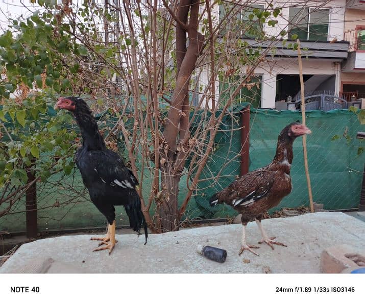 Aseel Mianwali, Desi home breed chicks 9