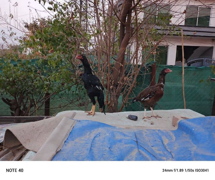 Aseel Mianwali, Desi home breed chicks 10