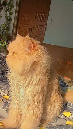 male Persian cat triple coat