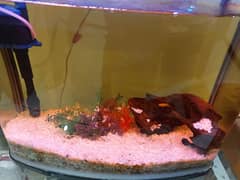 Imported Fish Aquarium 1.5 by 1.5 feet size