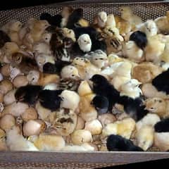 Australorp golden misri and duck chicks