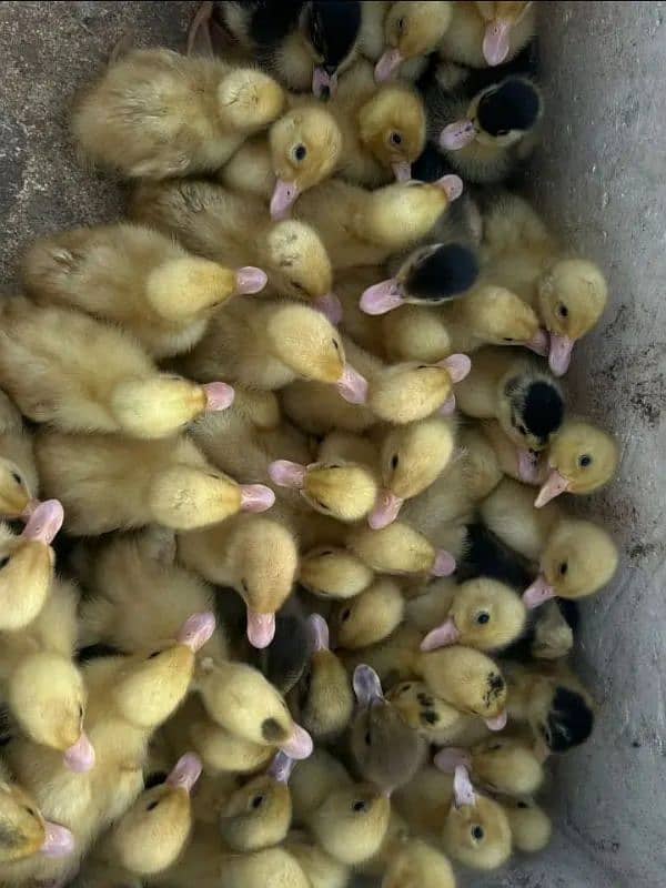 Australorp golden misri and duck chicks 3