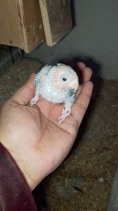 conure chick for sale read full ad