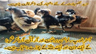 Australorp Lohman Brown Choozay Astrolob Luman RIR Murghi Desi Chicks