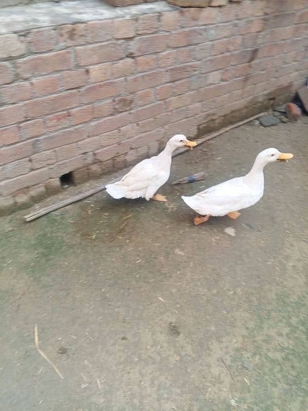 Egg laying duck pair for sale 0