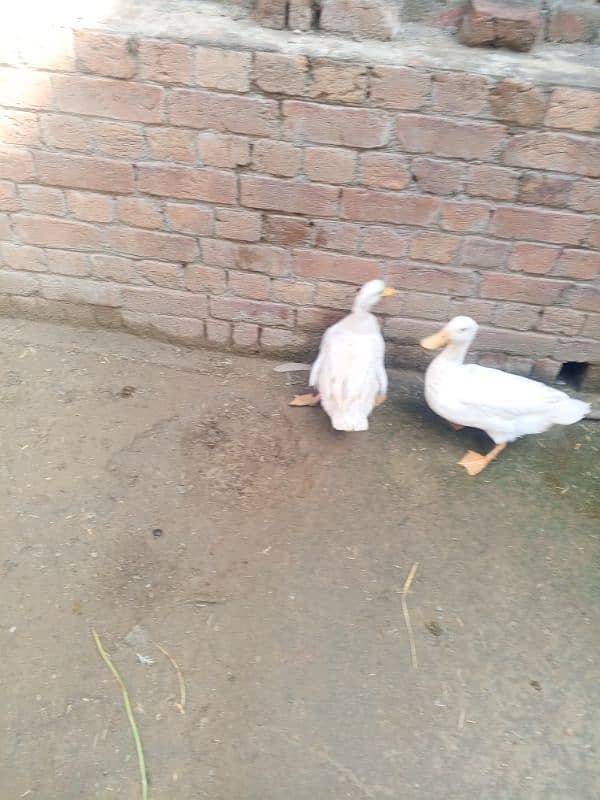 Egg laying duck pair for sale 1