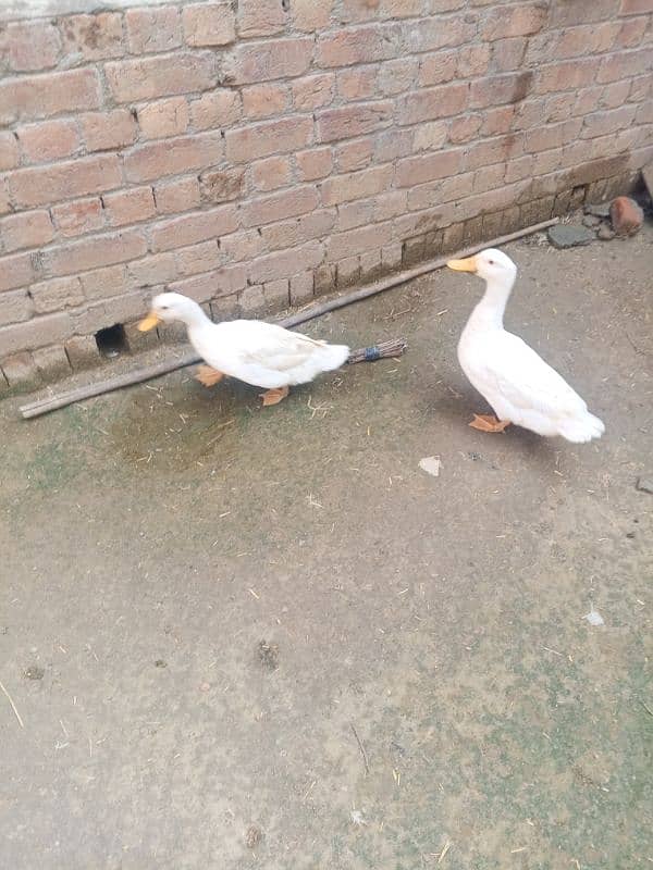 Egg laying duck pair for sale 2