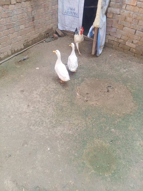 Egg laying duck pair for sale 3