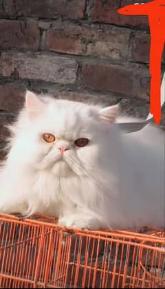 Persian male cat