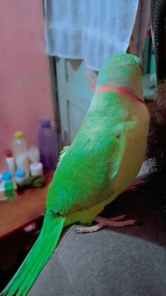 Green ringneck male hand trian friendly