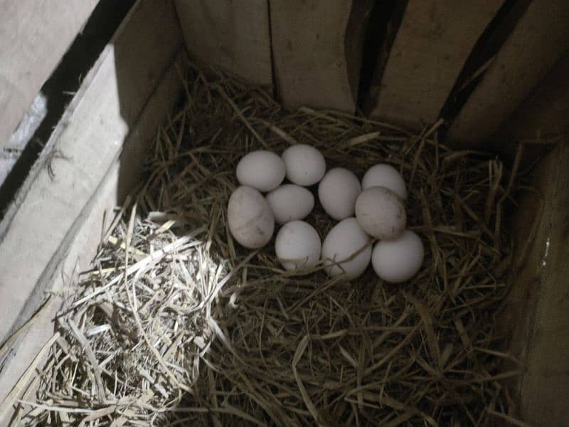 Fully Vaccinated Golden Misri Eggs Lying Hens 2