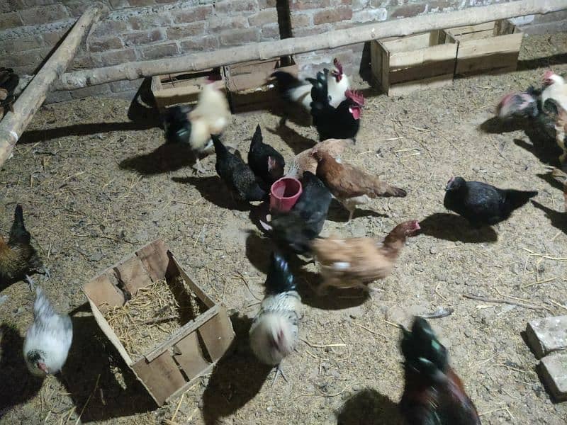 Fully Vaccinated Golden Misri Eggs Lying Hens 9