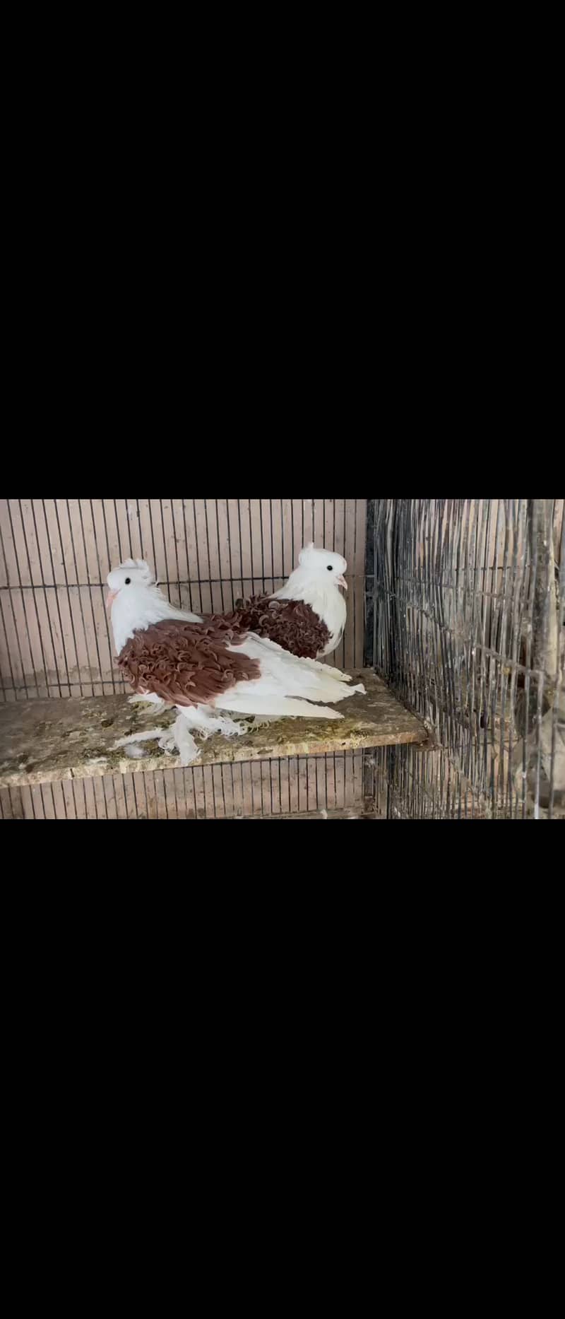 Jecobin and frill back pigeon single 0