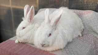 Rabbit/holland/hotot drawf /khargosh /imported bunny /Newzeland/flamis