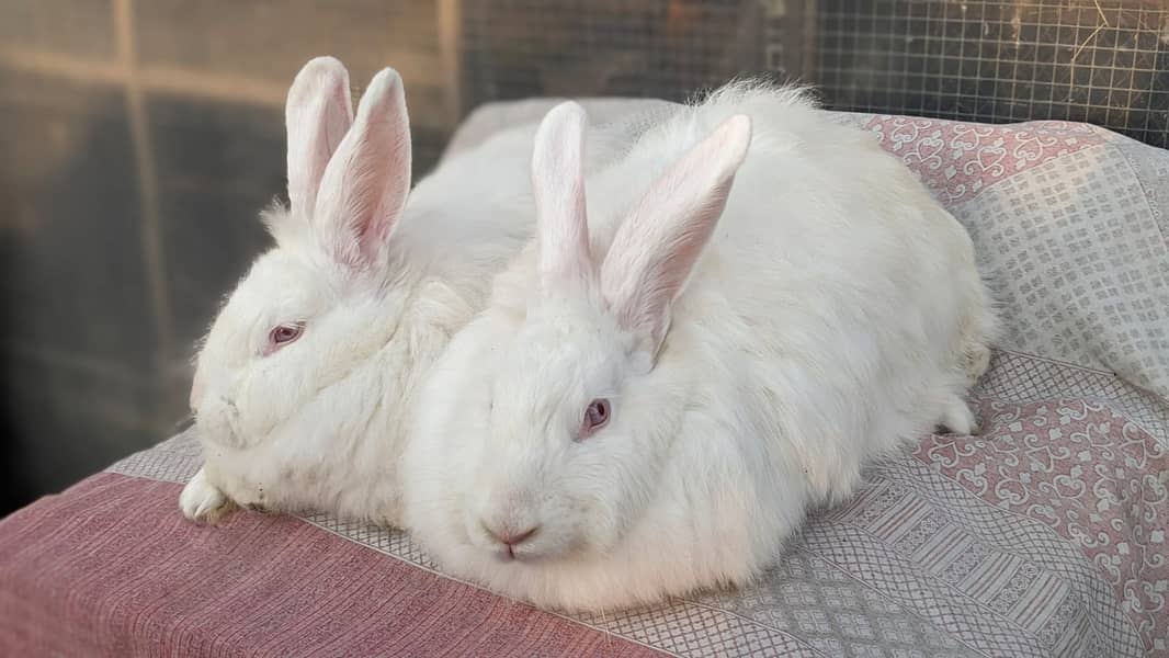 Rabbit/holland/hotot drawf /khargosh /imported bunny /Newzeland/flamis 1