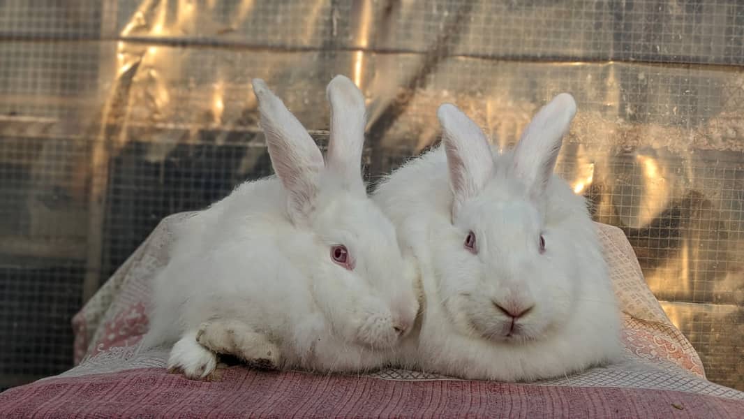 Rabbit/holland/hotot drawf /khargosh /imported bunny /Newzeland/flamis 2