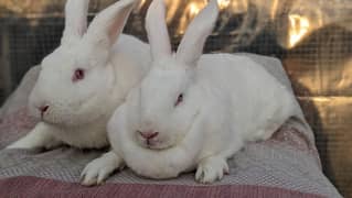 Rabbit/holland/hotot drawf /khargosh /imported bunny /Newzeland/flamis