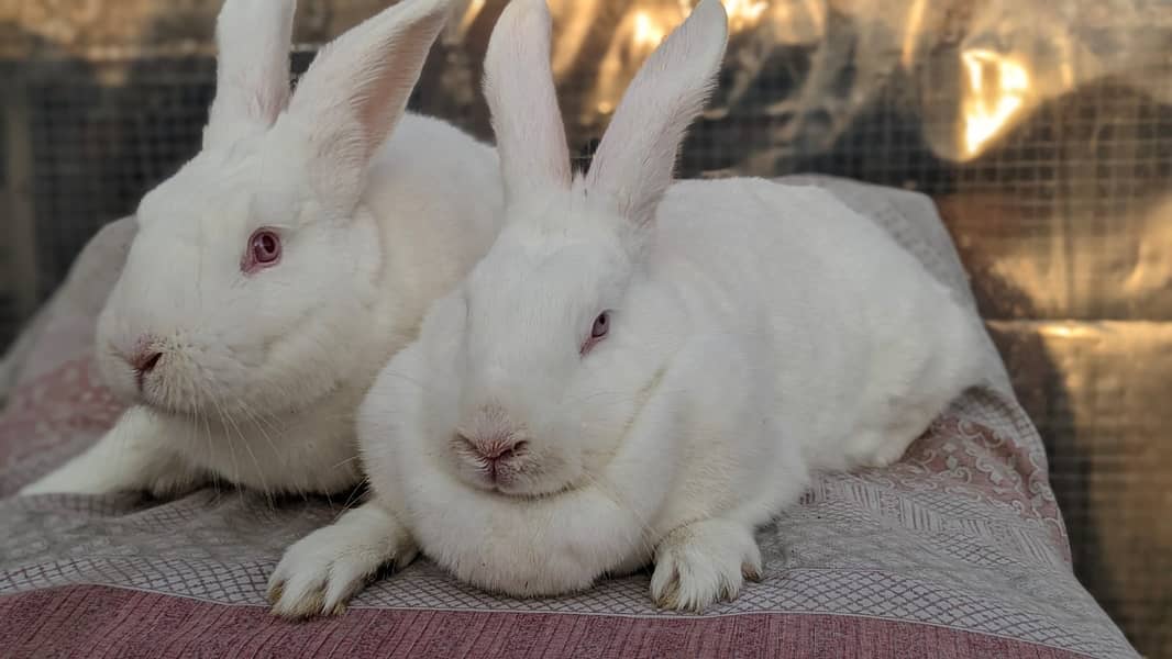 Rabbit/holland/hotot drawf /khargosh /imported bunny /Newzeland/flamis 0