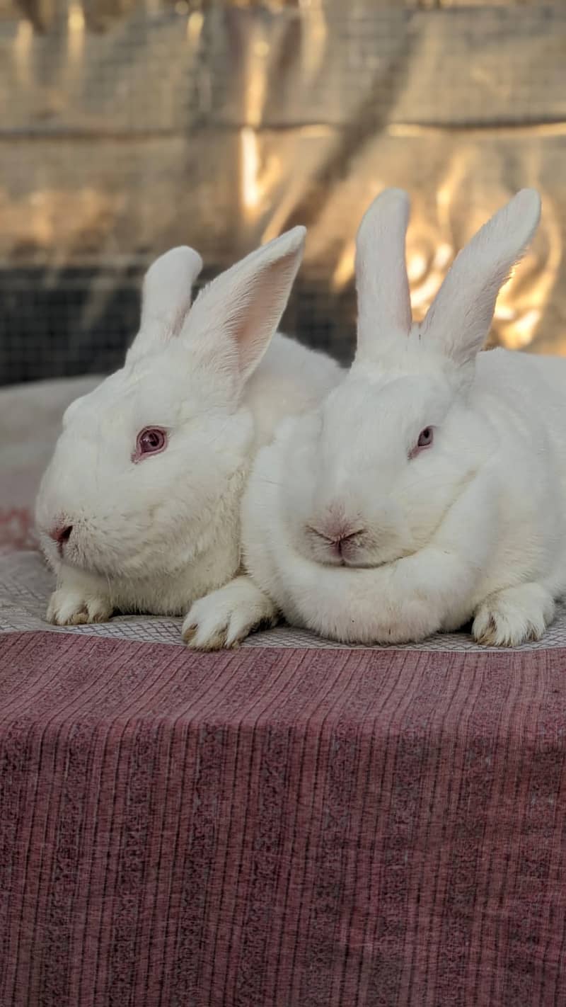 Rabbit/holland/hotot drawf /khargosh /imported bunny /Newzeland/flamis 3