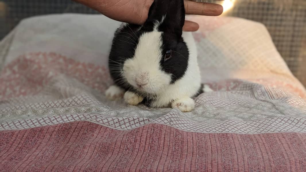 Rabbit/holland/hotot drawf /khargosh /imported bunny /Newzeland/flamis 4